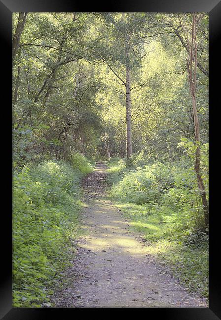 Dappled light pathway Framed Print by Dawn Cox