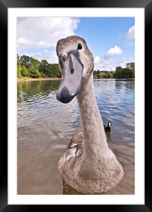 Cygnet being curious Framed Mounted Print by Dawn Cox