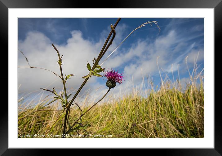 Black Knapweed Framed Mounted Print by Dawn O'Connor