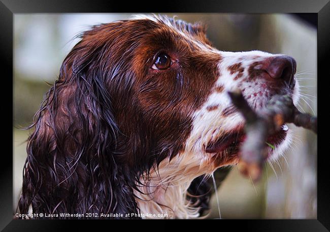Wet Dog Framed Print by Laura Witherden