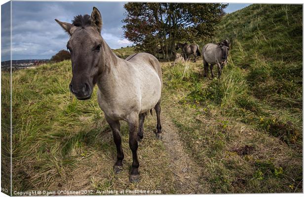 Konik Ponies at Dover Canvas Print by Dawn O'Connor