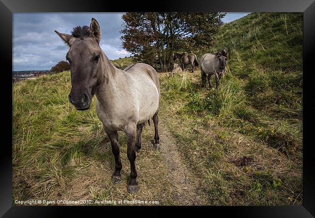 Konik Ponies at Dover Framed Print by Dawn O'Connor