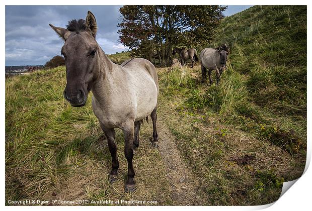 Konik Ponies at Dover Print by Dawn O'Connor