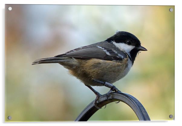 Coal Tit Parus Ater Acrylic by Bill Simpson