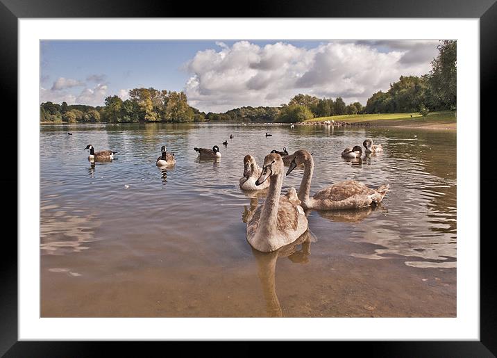Cygnets on the Lake Framed Mounted Print by Dawn Cox