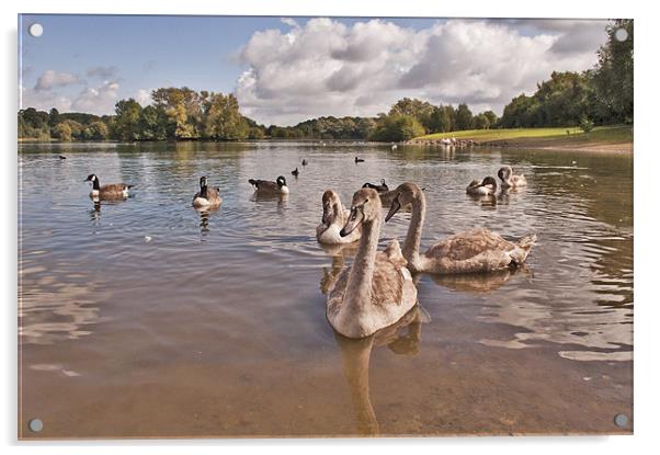 Cygnets on the Lake Acrylic by Dawn Cox