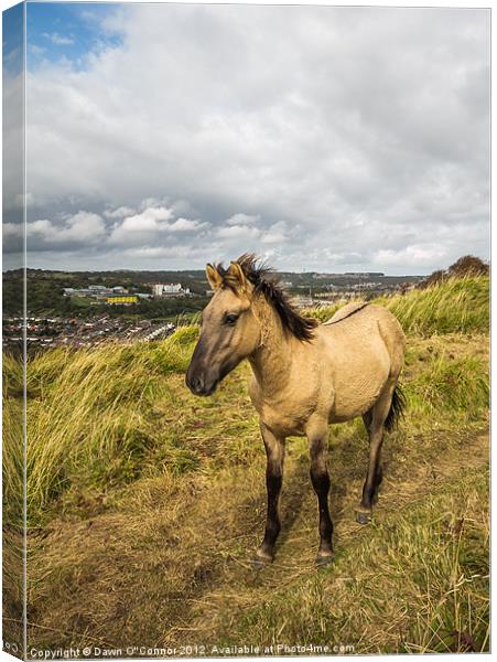 Konik Pony at Dover Canvas Print by Dawn O'Connor