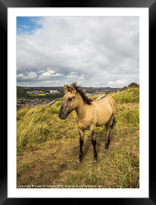 Konik Pony at Dover Framed Mounted Print by Dawn O'Connor