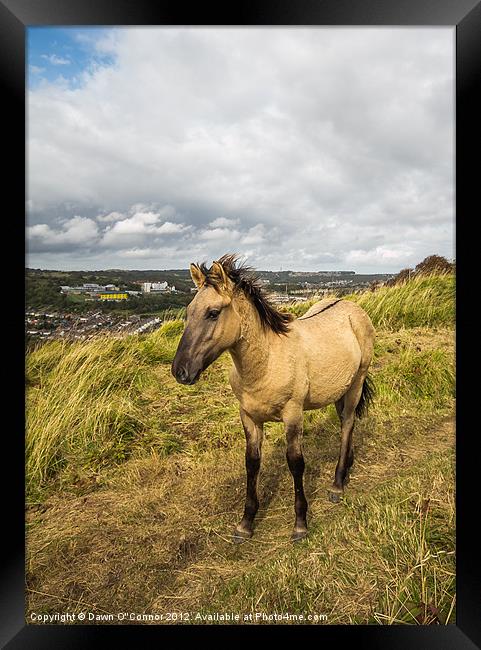 Konik Pony at Dover Framed Print by Dawn O'Connor