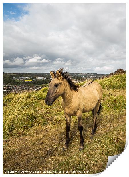 Konik Pony at Dover Print by Dawn O'Connor
