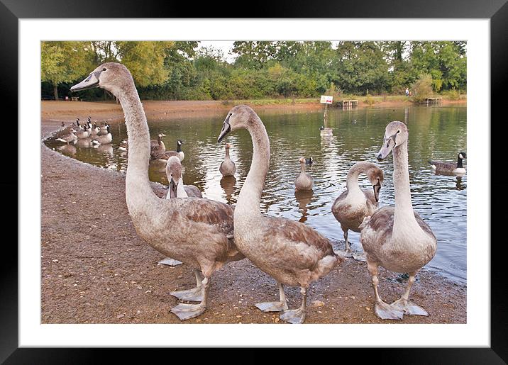 Swans in a Row Framed Mounted Print by Dawn Cox