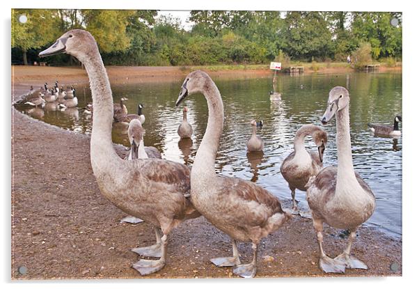 Swans in a Row Acrylic by Dawn Cox