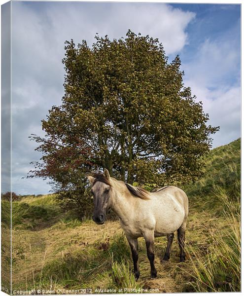 Konik Pony at Dover Canvas Print by Dawn O'Connor