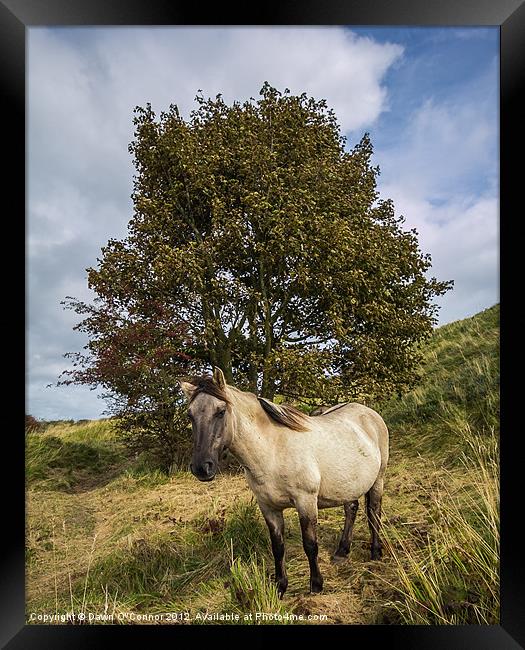 Konik Pony at Dover Framed Print by Dawn O'Connor