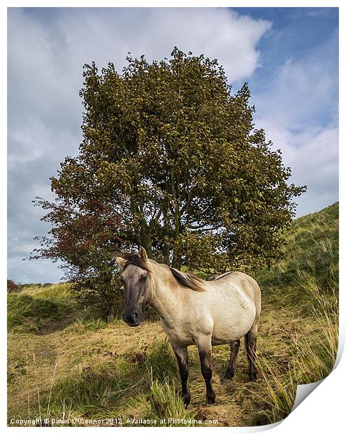 Konik Pony at Dover Print by Dawn O'Connor