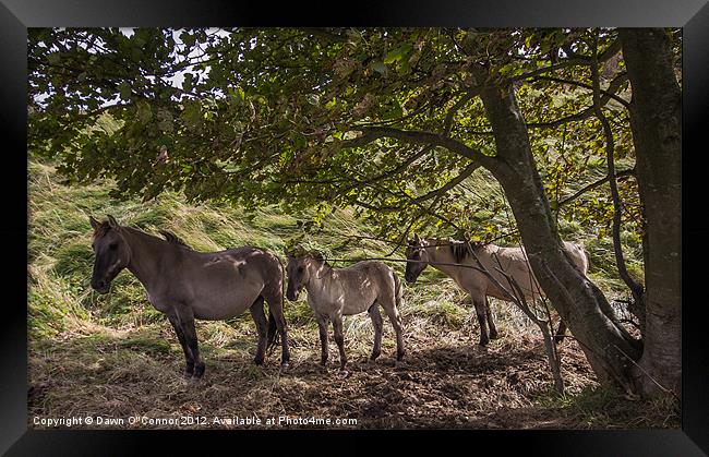 Konik Ponies at Dover Framed Print by Dawn O'Connor