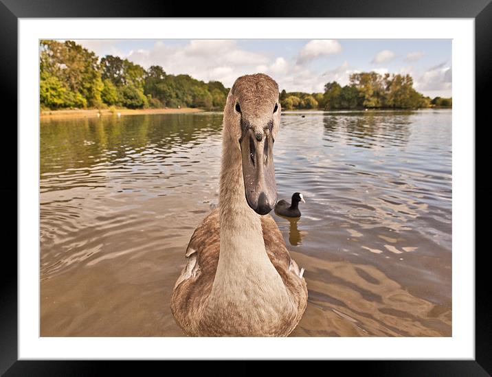 young Swan - Cygnet Framed Mounted Print by Dawn Cox