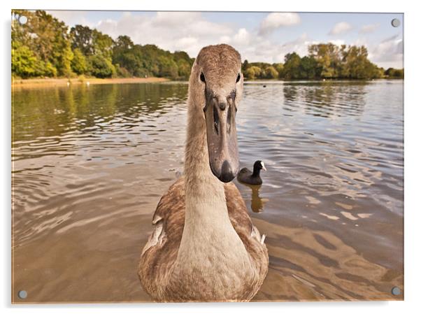 young Swan - Cygnet Acrylic by Dawn Cox