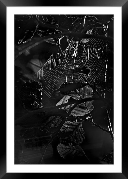 Caught in a Web Framed Mounted Print by Dawn Cox