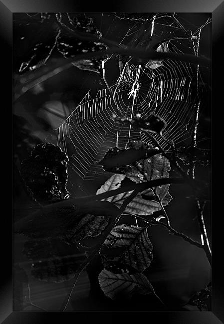 Caught in a Web Framed Print by Dawn Cox