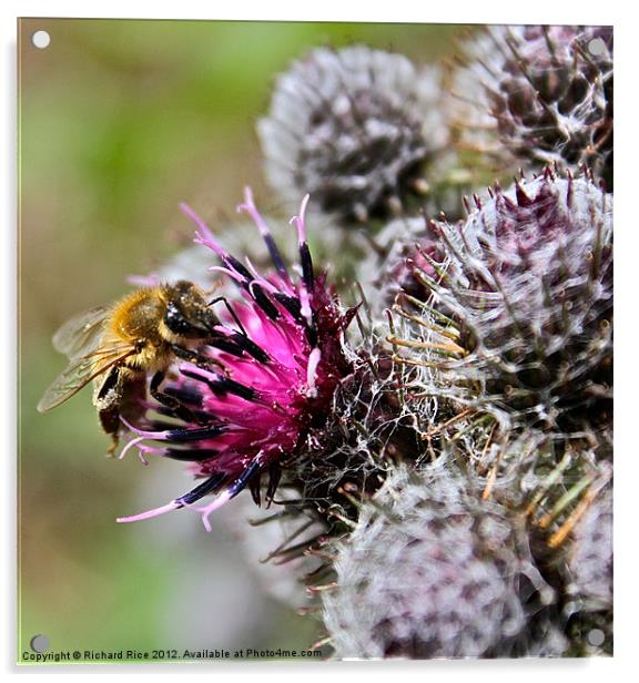 Bee Pollenating Cacti Acrylic by Richard Rice