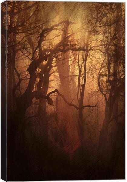 Dark Woods Canvas Print by Dawn Cox