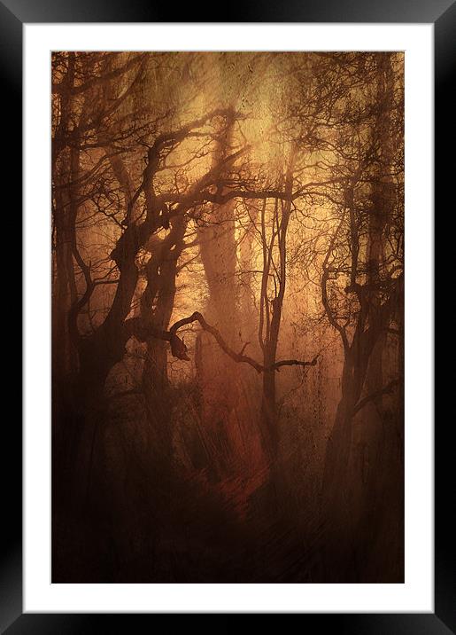 Dark Woods Framed Mounted Print by Dawn Cox