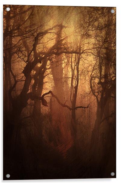 Dark Woods Acrylic by Dawn Cox