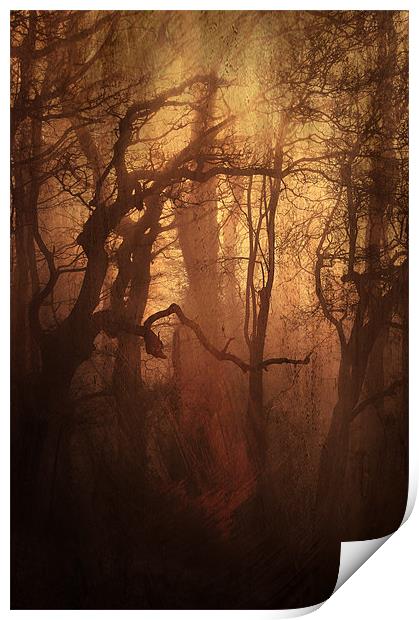 Dark Woods Print by Dawn Cox