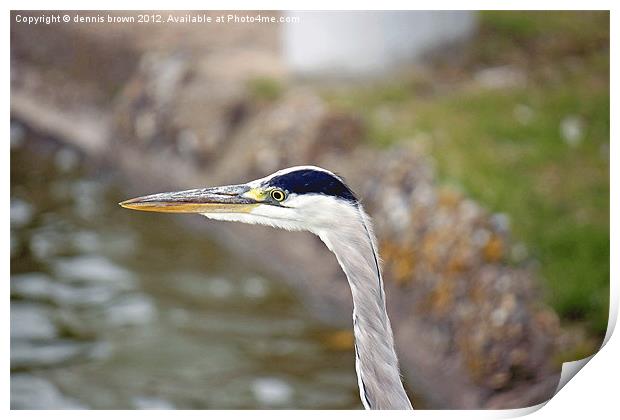 Grey Heron Print by dennis brown