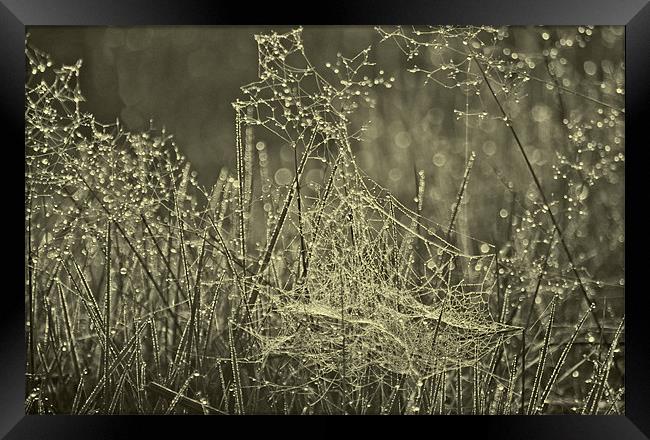 Water droplets on Cobwebs Framed Print by Dawn Cox