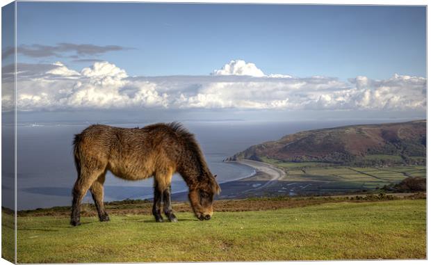 Exmoor Pony over Bossington Beach to Wales Canvas Print by Mike Gorton