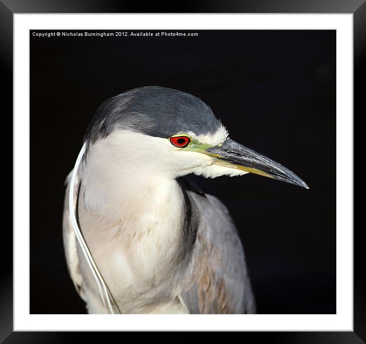 Black-crowned Night-Heron - Nycticorax nycticorax Framed Mounted Print by Nicholas Burningham
