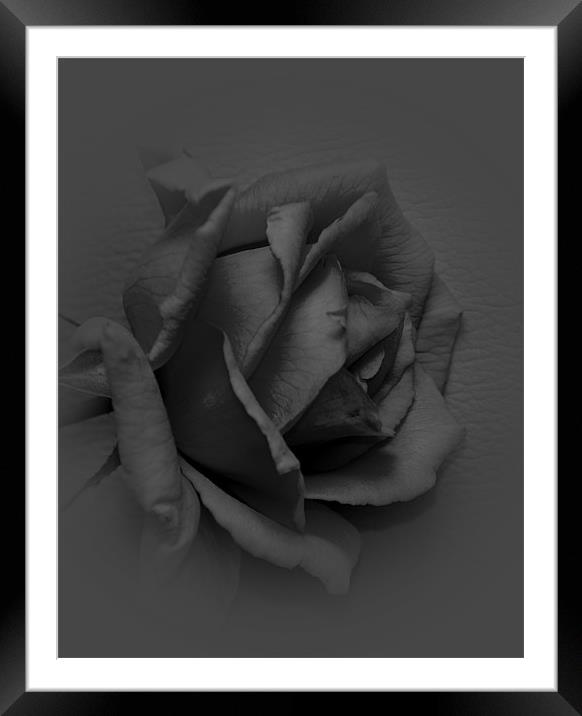 black rose Framed Mounted Print by melvyn hopkins