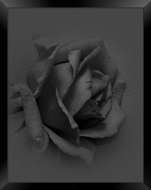 black rose Framed Print by melvyn hopkins
