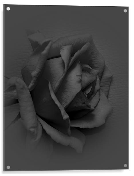 black rose Acrylic by melvyn hopkins