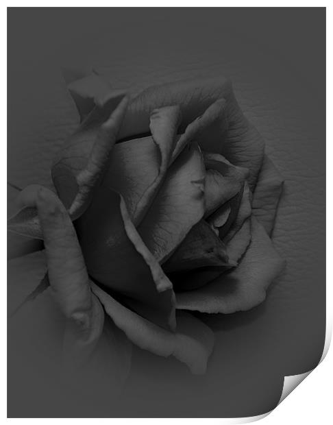 black rose Print by melvyn hopkins