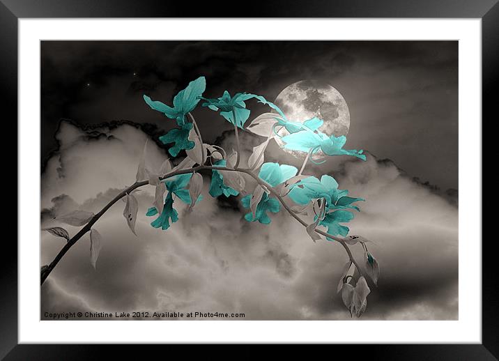 Midnight Glow 2 Framed Mounted Print by Christine Lake