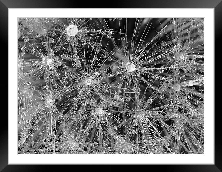 Wet dandelion Framed Mounted Print by Nicholas Burningham