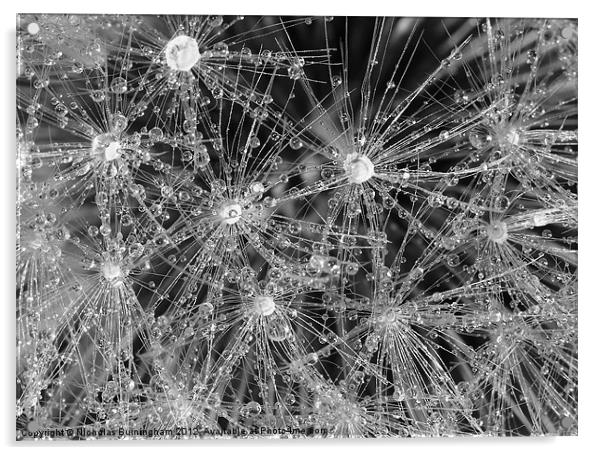 Wet dandelion Acrylic by Nicholas Burningham