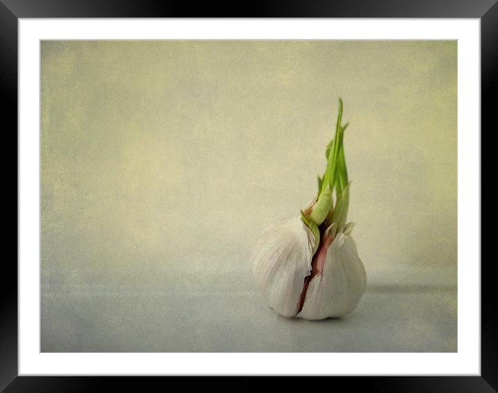 green shoots and garlic Framed Mounted Print by Heather Newton