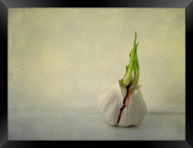 green shoots and garlic Framed Print by Heather Newton
