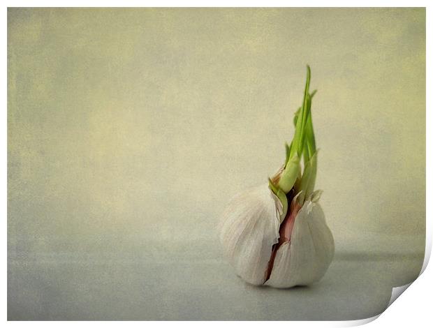 green shoots and garlic Print by Heather Newton