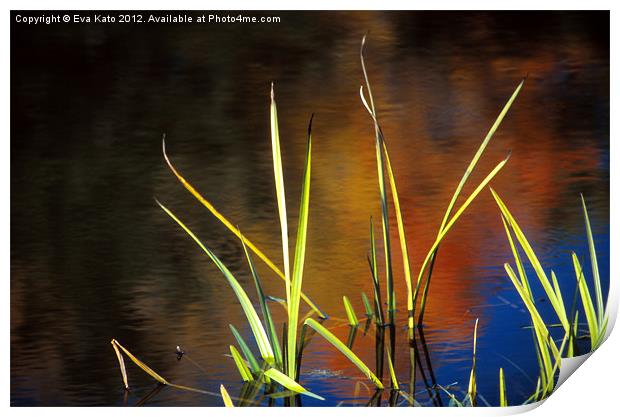 Reeds in Fall Print by Eva Kato