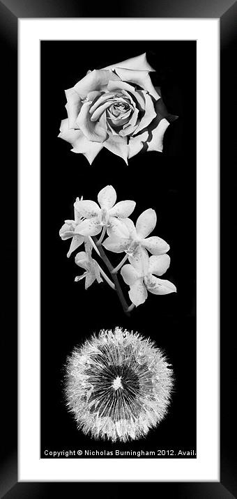 Three Flowers Framed Mounted Print by Nicholas Burningham