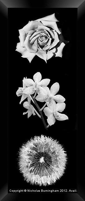 Three Flowers Framed Print by Nicholas Burningham