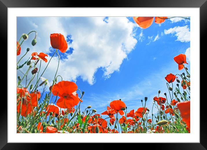 Poppies Framed Mounted Print by Scott  Paul