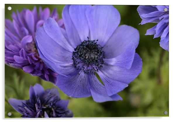 NA purple flowers Acrylic by anne lyubareva