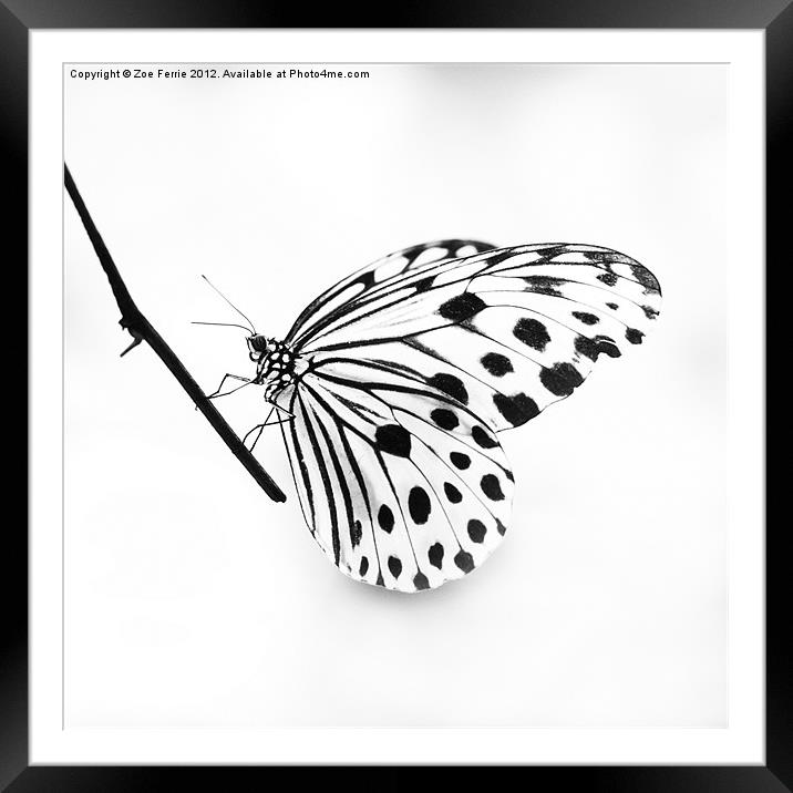 The Paper Kite Butterfly in B&W Framed Mounted Print by Zoe Ferrie