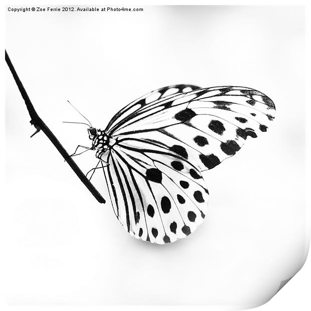 The Paper Kite Butterfly in B&W Print by Zoe Ferrie